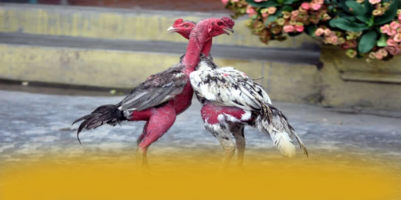 Khuyến mãi hấp dẫn dành cho thành viên mới và cũ tại FB88 Khuyến mãi hấp dẫn dành cho thành viên mới và cũ tại FB88