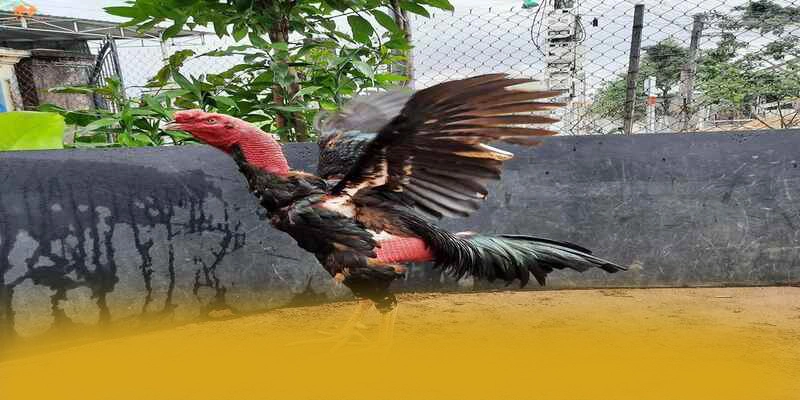 Độ tin cậy tài khoản tại [THUONG_HIEU]